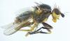 Pherbellia cinerella